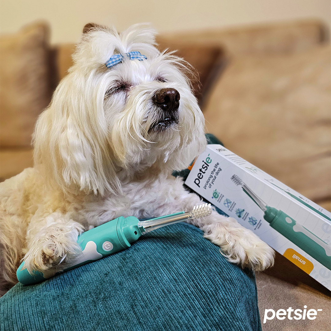 Are you interested in distributing Petsie dog toothbrushes either as a reseller or a dropshipping pa