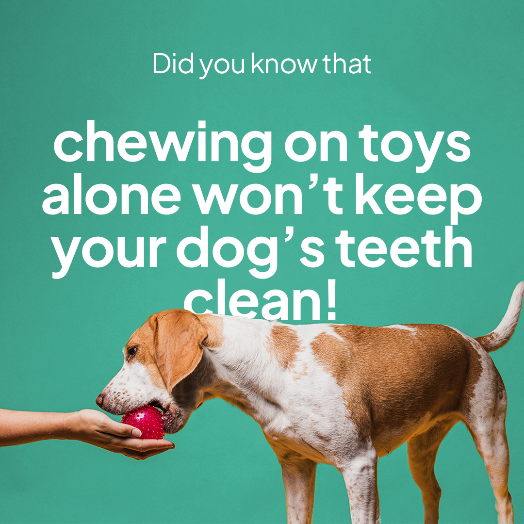 Dog Toothbrush vs. Chews vs. Veterinary Cleaning – What’s Best?